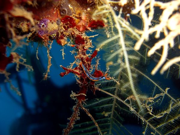 2010-03-24 Sacoglosse Thuridilla gracilis (15)