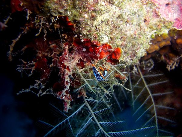 2010-03-24 Sacoglosse Thuridilla gracilis (2)