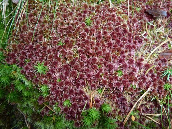 Lichens bordeaux Wildsee 1