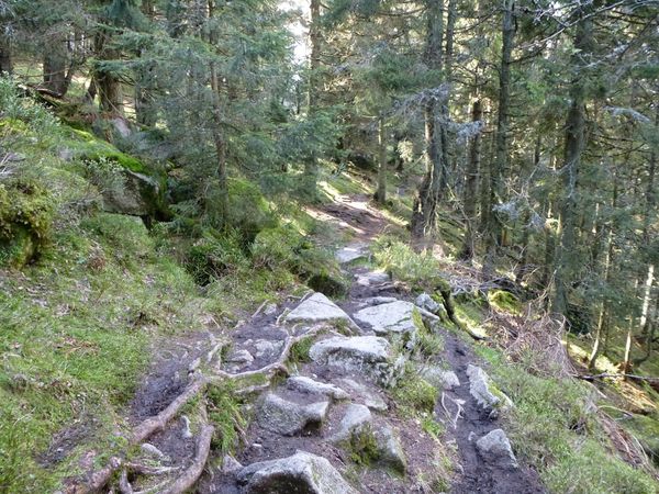 Hautes Vosges Belmont Alt 1229 M 02 Vosges Palatinat