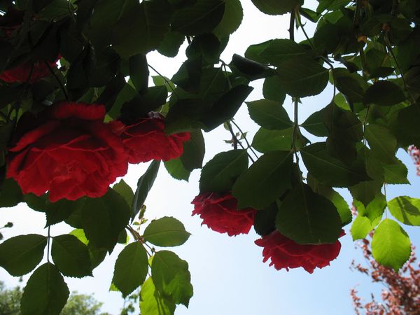 5-mai.2011-033.jpg