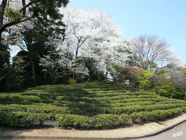 64_T-ky-_Shiyoda_Imperial-Palace_K-kyo-Higashi-gyoen--55-.jpg