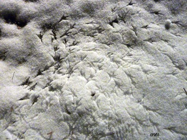 neige-empreintes-001.JPG