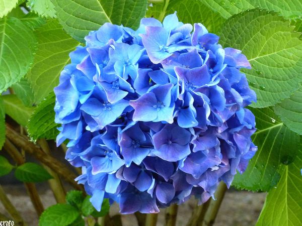 14juillet-2011---fleurs-005-a.jpg