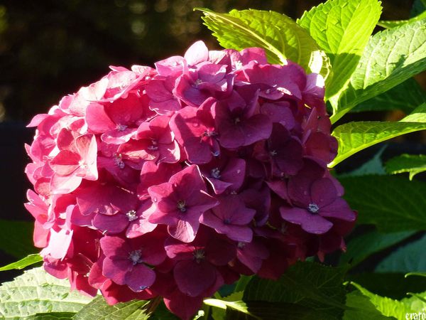 14juillet-2011---fleurs-014-a.jpg