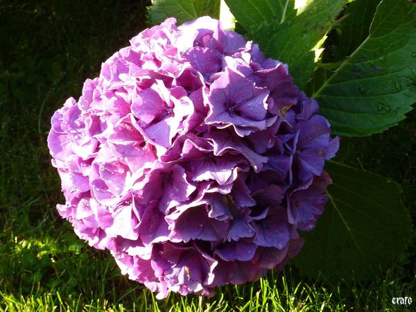 14juillet-2011---fleurs-016-a.jpg