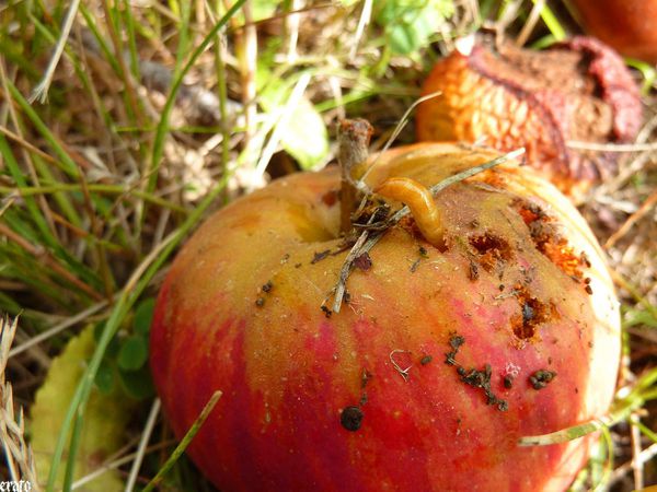 23juillet2011--verger-018-a.jpg
