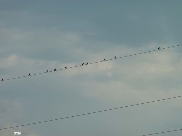 16sept.2011---oiseaux-sur-fils-002.JPG