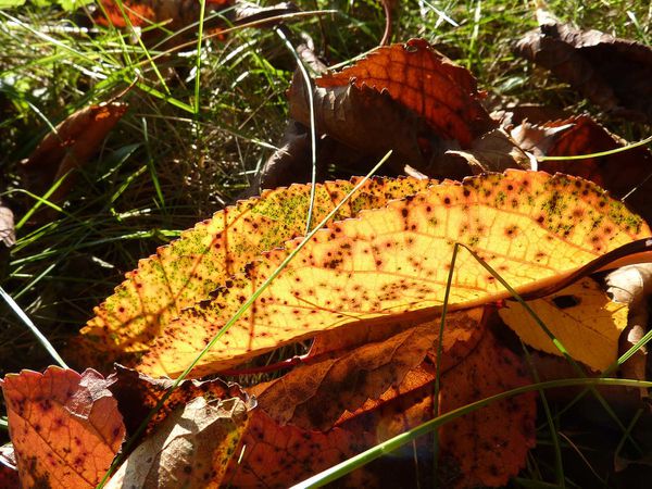 23sept2011--automne-012a.jpg