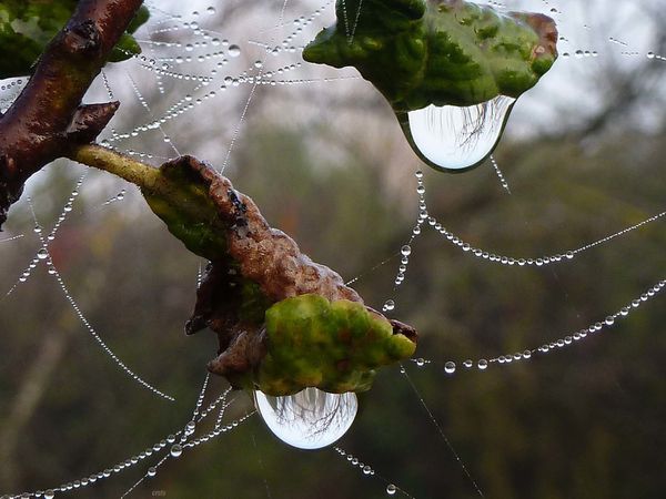 16nov2011-speed-gouttes-038ab.jpg