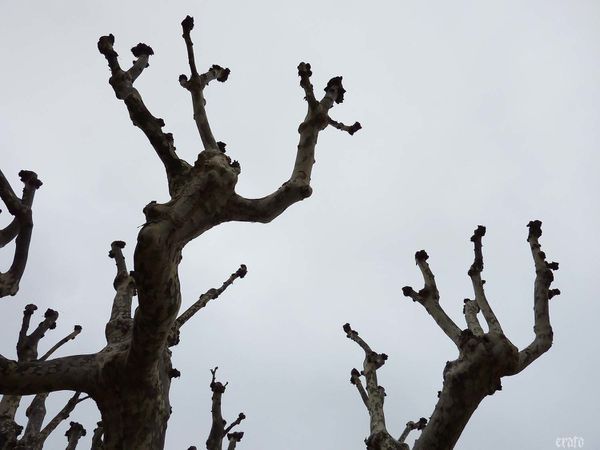 arbres-confiture--fevrier-2011-001a.jpg