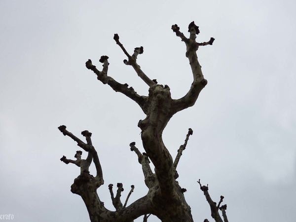 arbres-confiture--fevrier-2011-002a.jpg