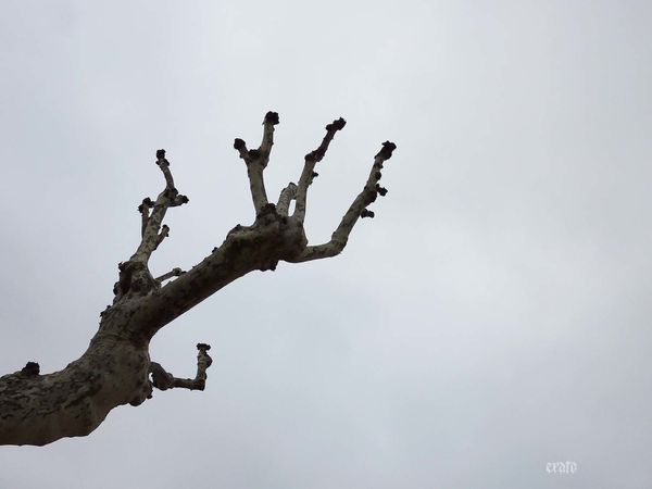 arbres-confiture--fevrier-2011-003a.jpg