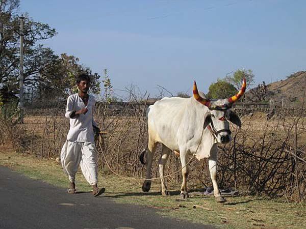 vache-noria.jpg