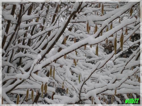 snow.jpg
