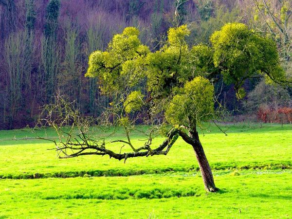 arbre-du-pays-de-caux-en-normandie_620x465.jpg