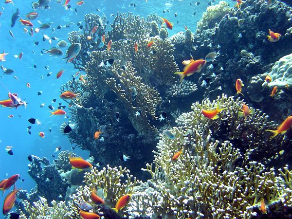 corail-poissons.jpg