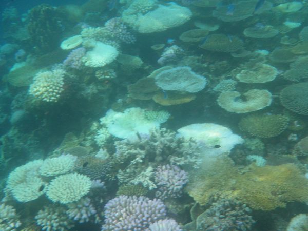 coraux ilôts du nord