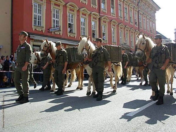 Soldats-autrichiens-avec-Haflinger-lors-du-defile-d-Innsb.JPG