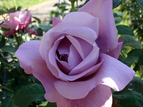 Rose-violette.JPG