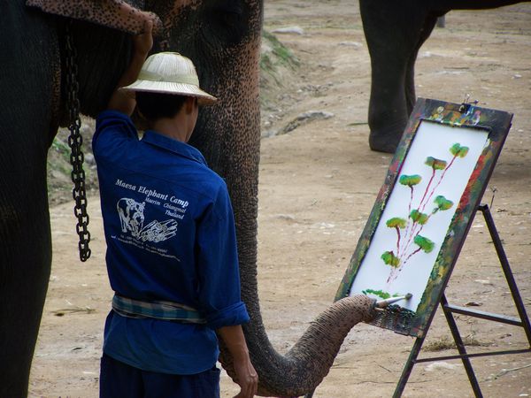 0044.Elephant peignant - Elephant Camp - Chiang Mai