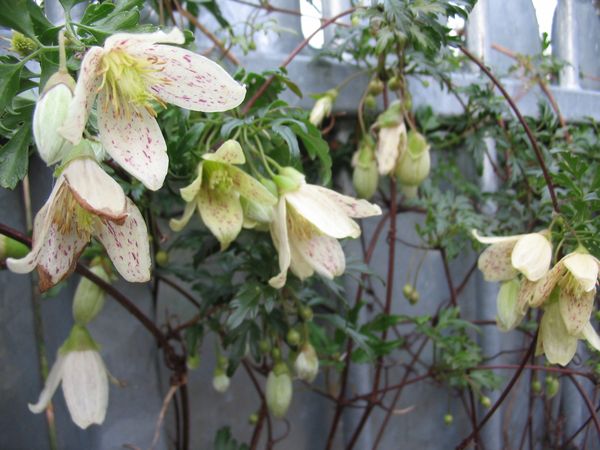 Floraison Novembre 043