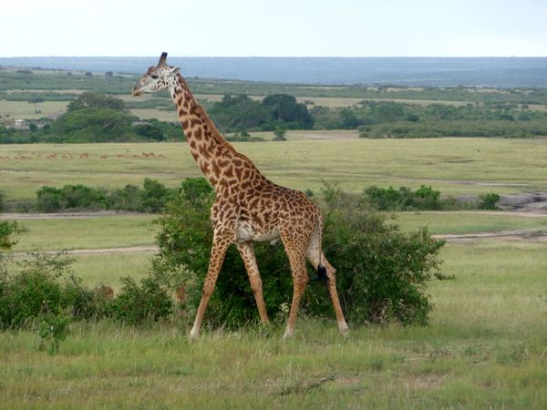 Girafe