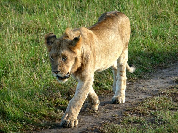 jeune lion marche