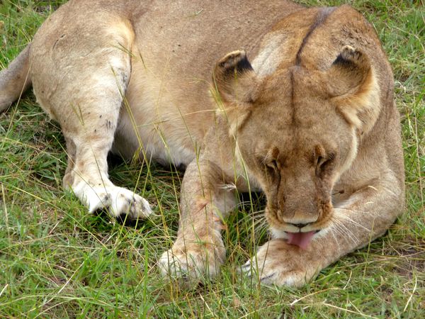 toilette lion