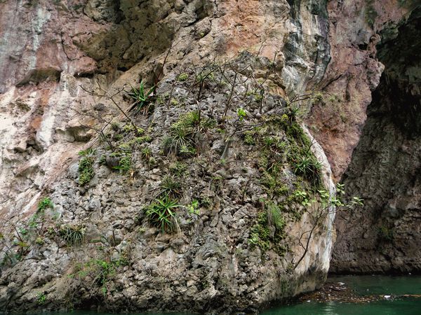 Canyon falaises plantes (2)