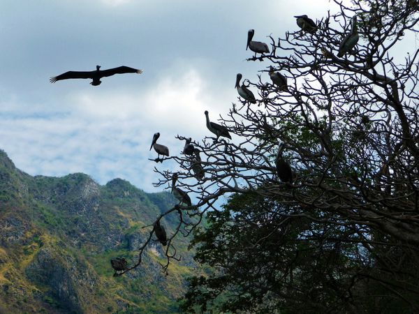 Canyon oiseaux arbre (2)