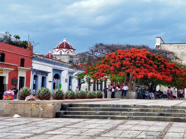 Oaxaca Place Flamboyants (2)