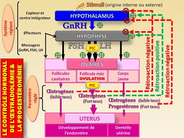 SB_oestradiol-mie_progest-ron-mie.jpg