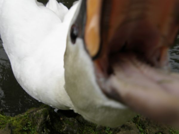 P1293933