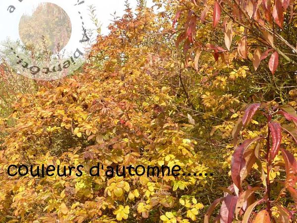 automne1