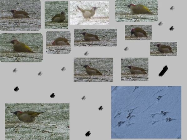 oiseau6