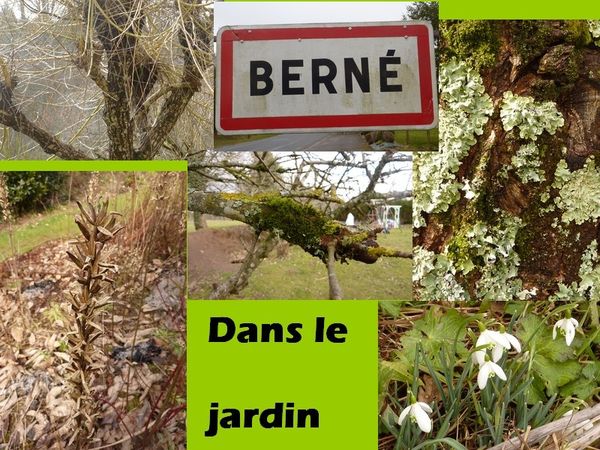 dans le jardin