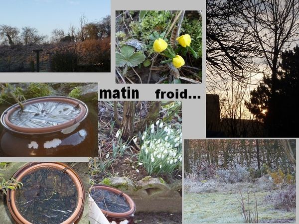 matinfroid