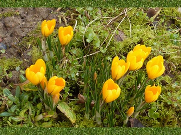 crocus