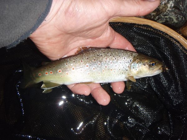 Le pronostic de la pêche pour demain astrakhan