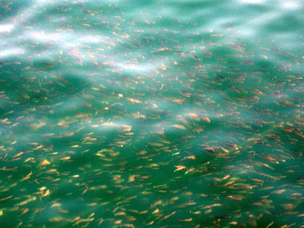 acqua