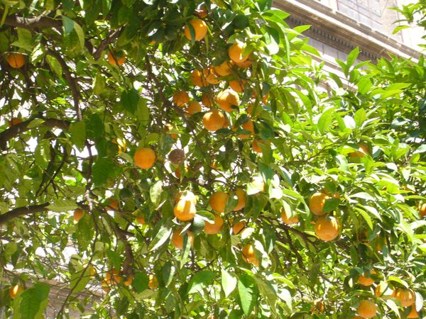 Seville Orangers