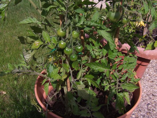 16 juin 2014 tomates (6)