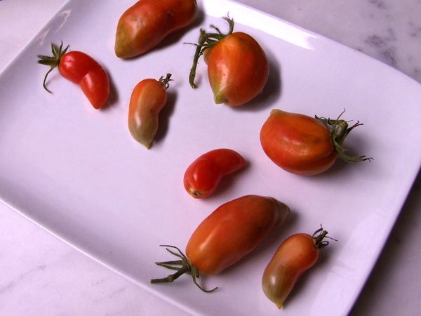 fin saga tomates 2014 (5)