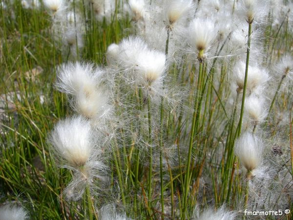 Linaigrette de Scheuchzer