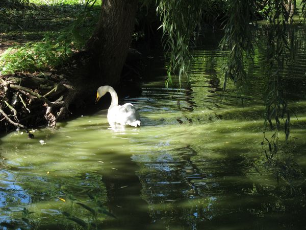 st hilaire la palud (9)