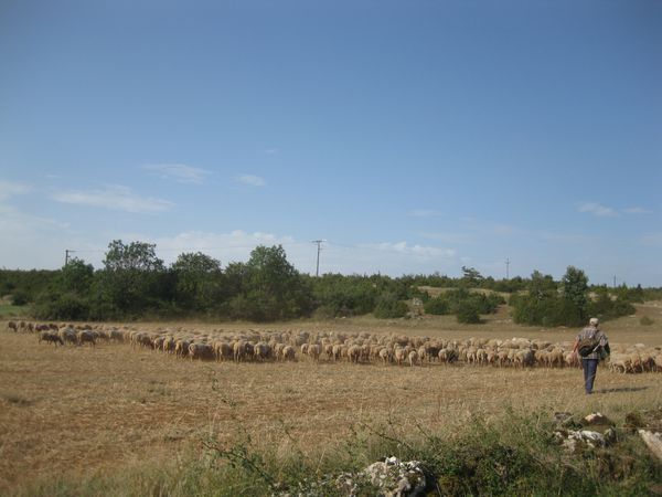pastoralisme-77.JPG