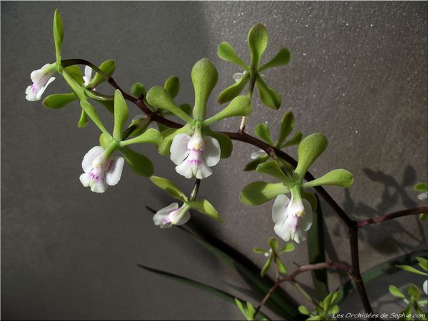 Epidendrum floribundum