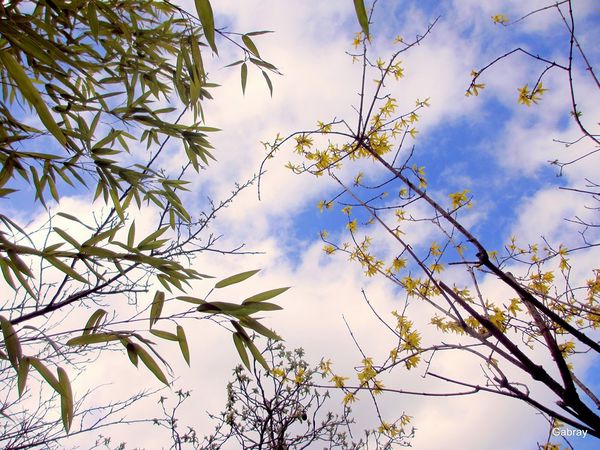 s02----Branches.JPG