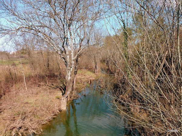 w02---Arbres-du-bord-de-l-eau.JPG